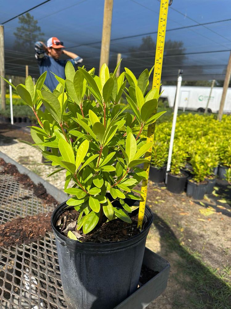 illicium-parviflorum-florida-sunshine-small-anise