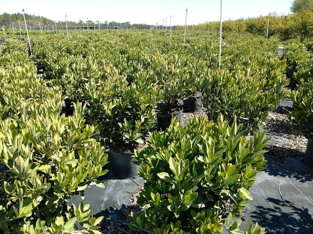 illicium-parviflorum-forest-green-small-anise