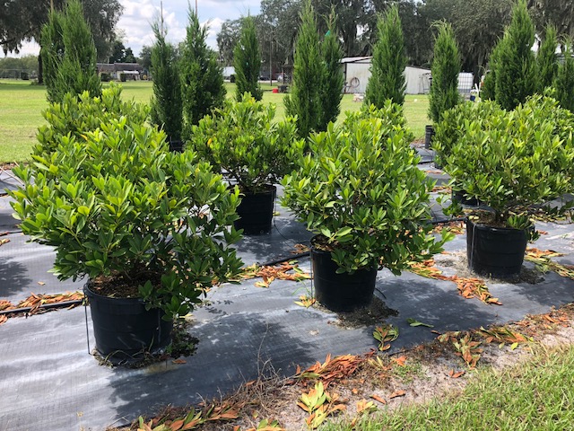 illicium-parviflorum-forest-green-small-anise