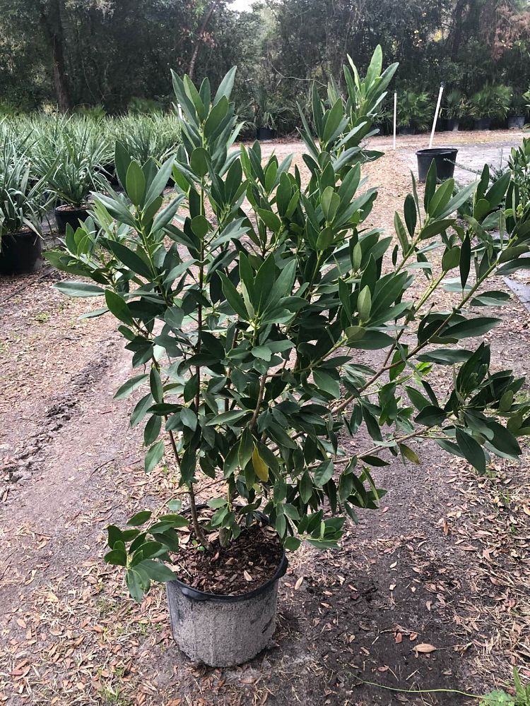 illicium-parviflorum-forest-green-small-anise