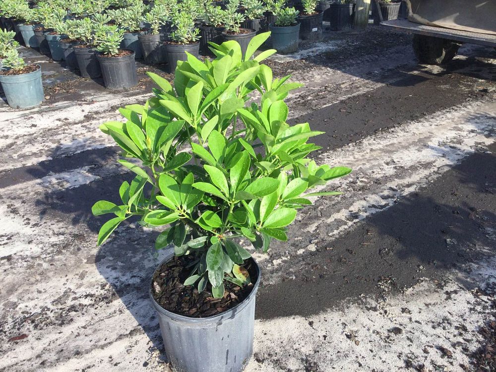 illicium-parviflorum-forest-green-small-anise