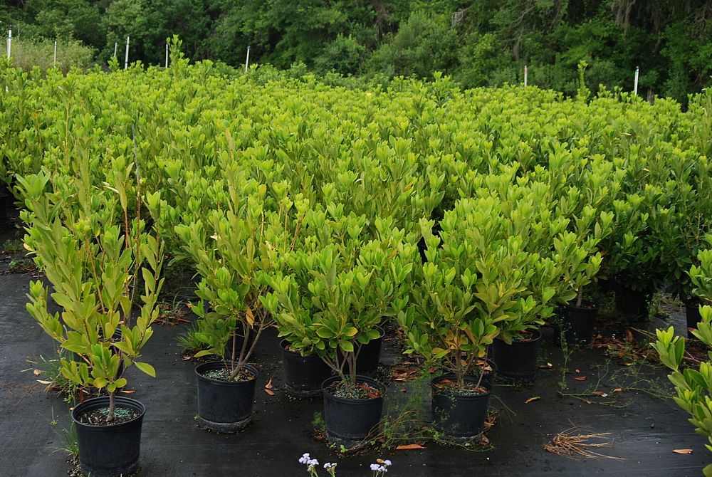 illicium-parviflorum-forest-green-small-anise