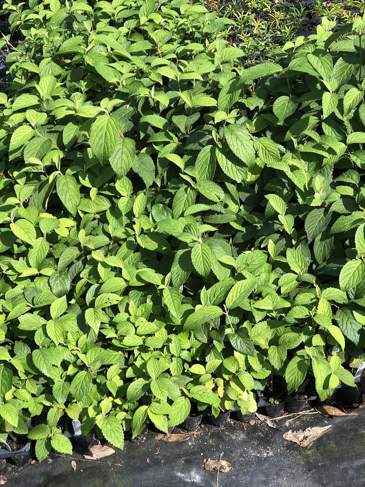 illicium-parviflorum-forest-green-small-anise