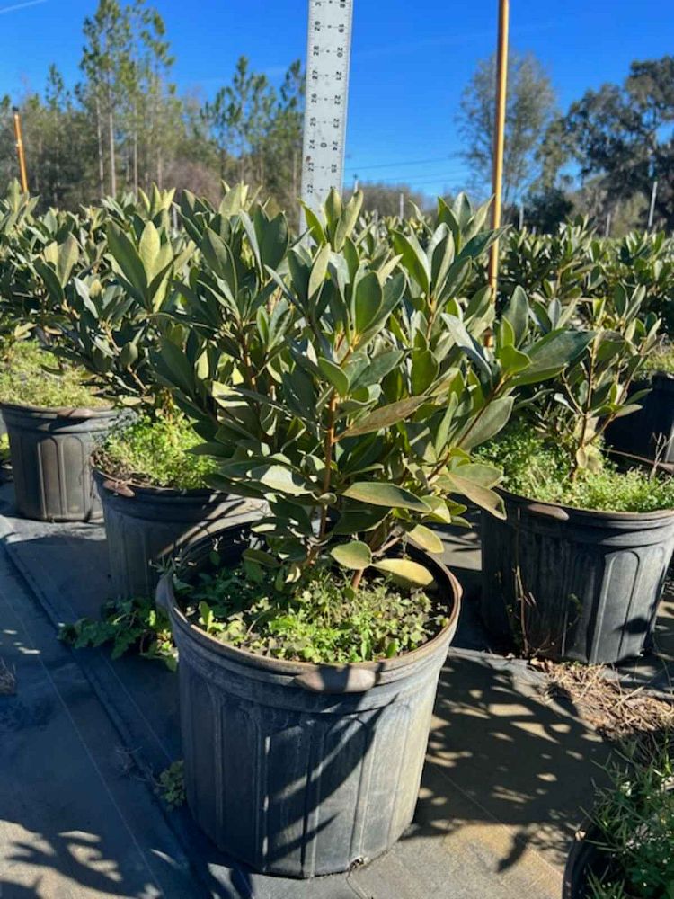 illicium-parviflorum-forest-green-small-anise