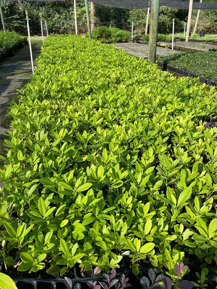 illicium-parviflorum-forest-green-small-anise
