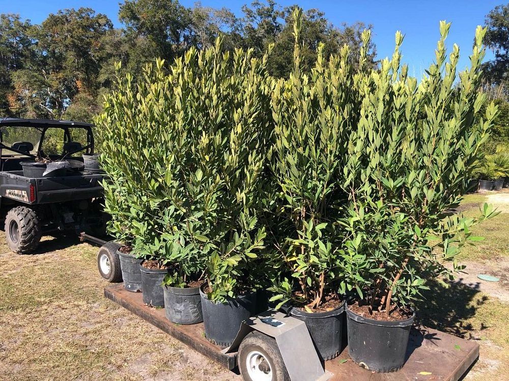 illicium-parviflorum-forest-green-small-anise