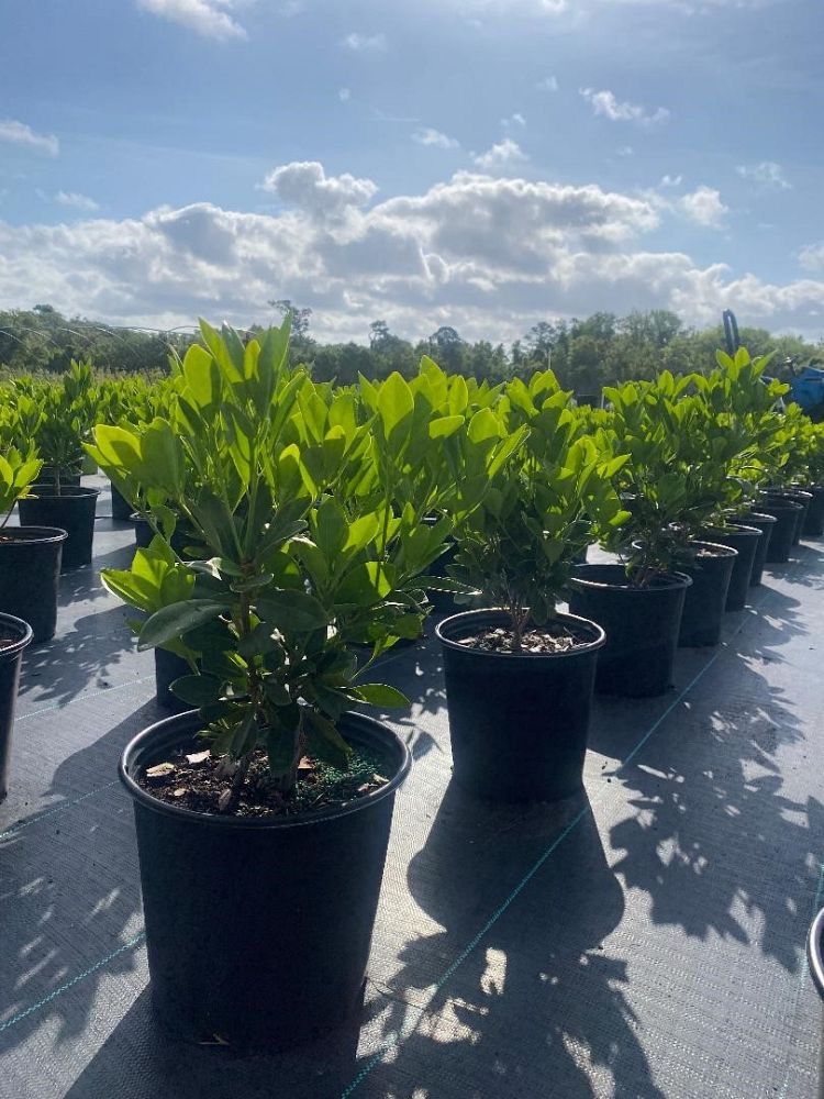 illicium-parviflorum-forest-green-small-anise