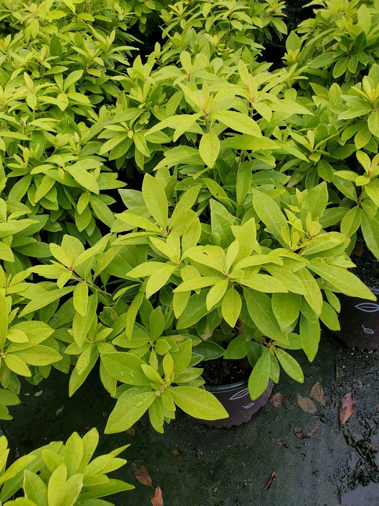 illicium-parviflorum-piiip-i-bananappeal-reg-illicium-small-anise