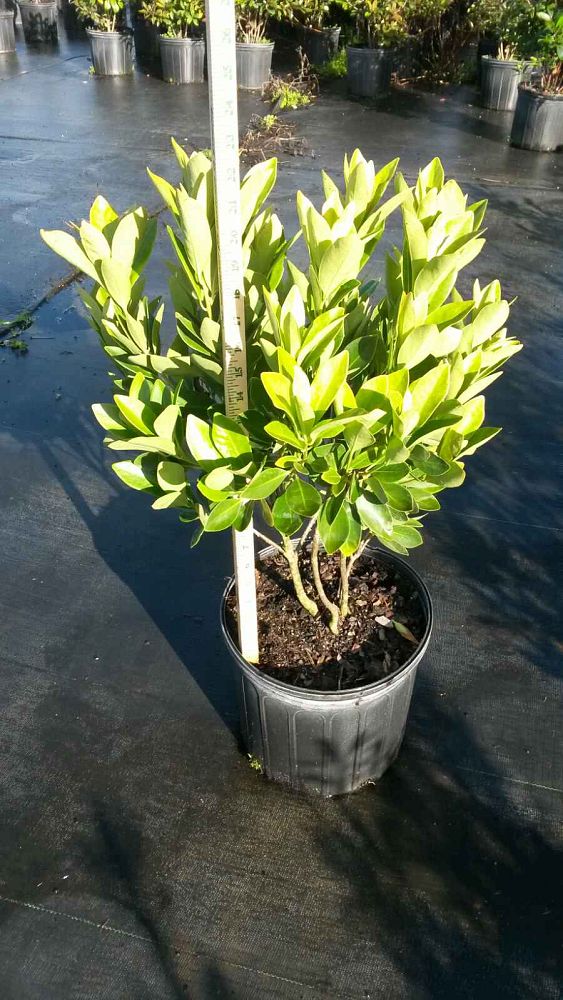 illicium-parviflorum-yellow-anise-ocala-anise-small-anise