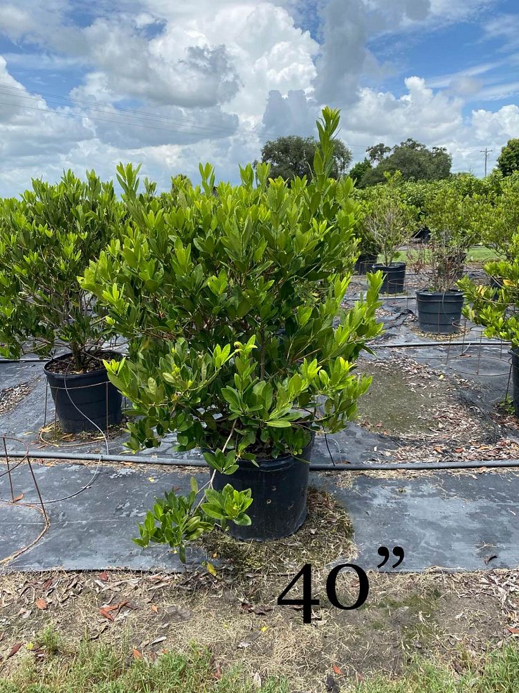 illicium-parviflorum-yellow-anise-ocala-anise-small-anise