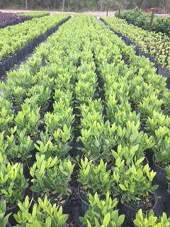illicium-parviflorum-yellow-anise-ocala-anise-small-anise