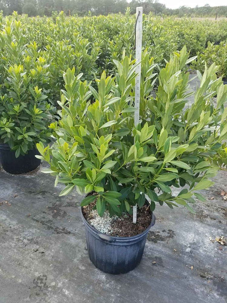 illicium-parviflorum-yellow-anise-ocala-anise-small-anise