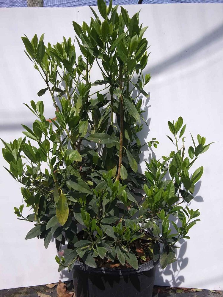 illicium-parviflorum-yellow-anise-ocala-anise-small-anise