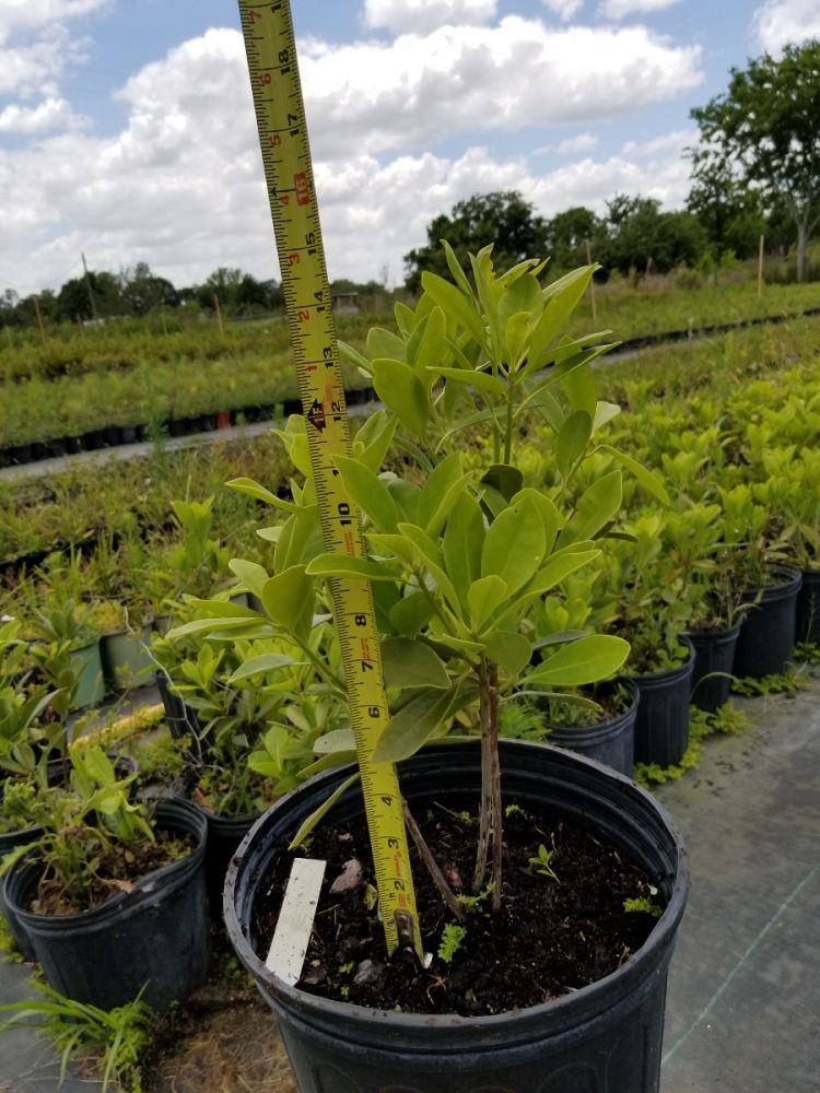 illicium-parviflorum-yellow-anise-ocala-anise-small-anise