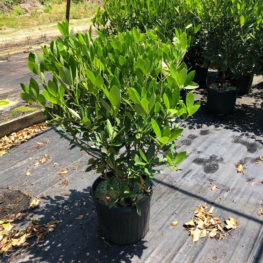 illicium-parviflorum-yellow-anise-ocala-anise-small-anise