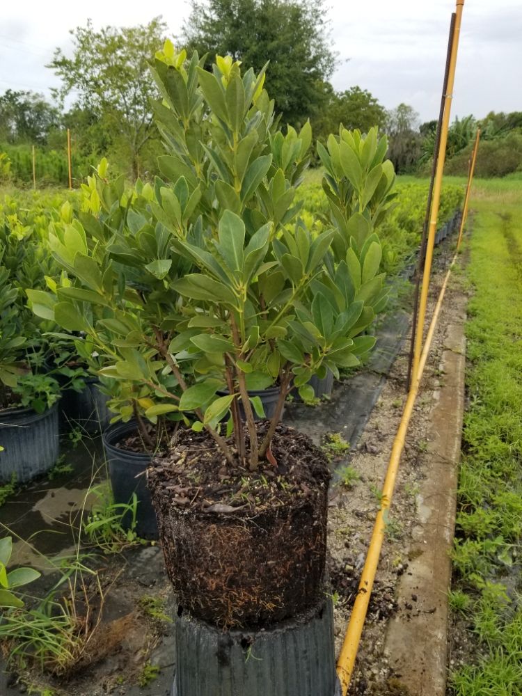 illicium-parviflorum-yellow-anise-ocala-anise-small-anise
