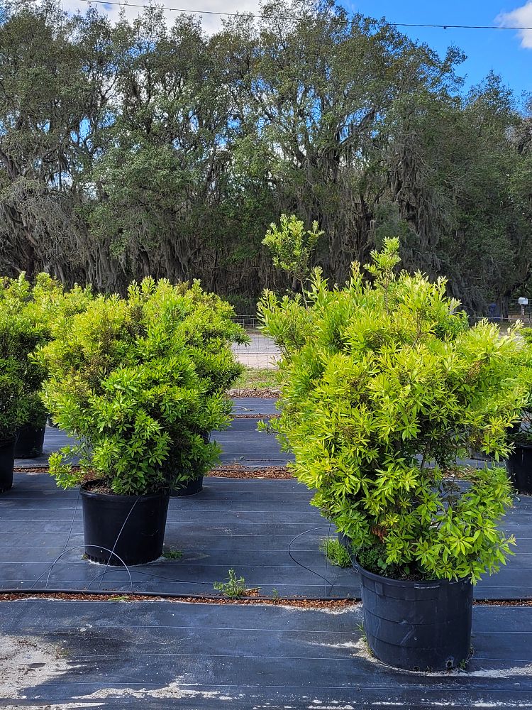 illicium-parviflorum-yellow-anise-ocala-anise-small-anise