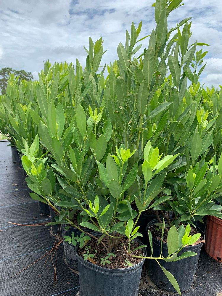 illicium-parviflorum-yellow-anise-ocala-anise-small-anise