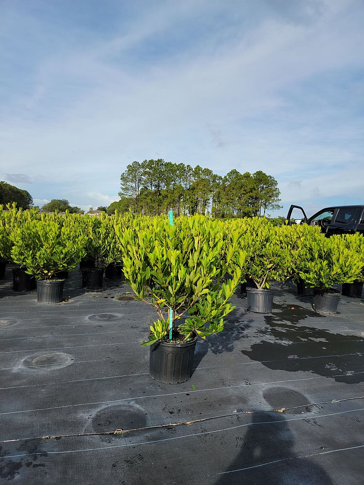 illicium-parviflorum-yellow-anise-ocala-anise-small-anise