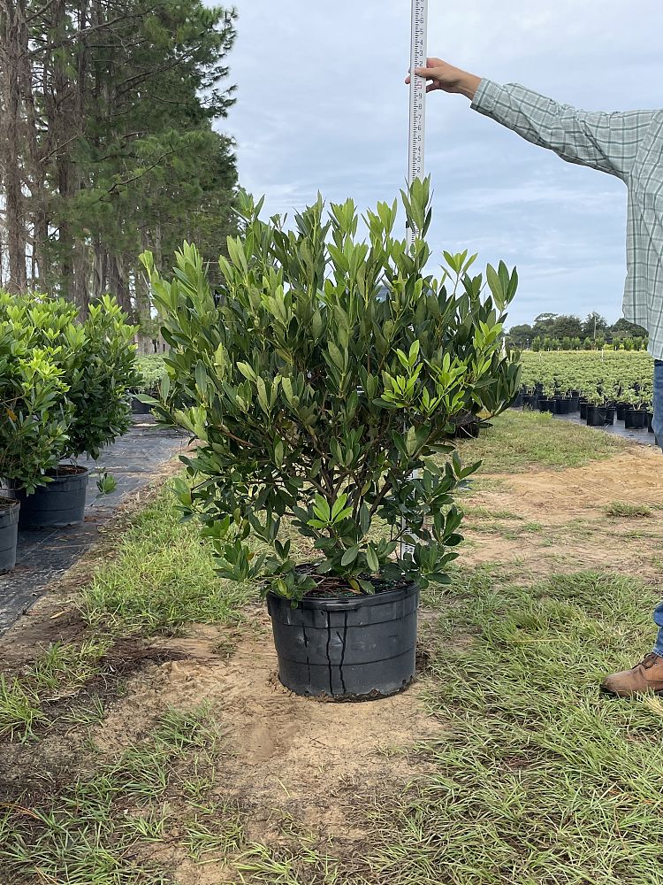 illicium-parviflorum-yellow-anise-ocala-anise-small-anise