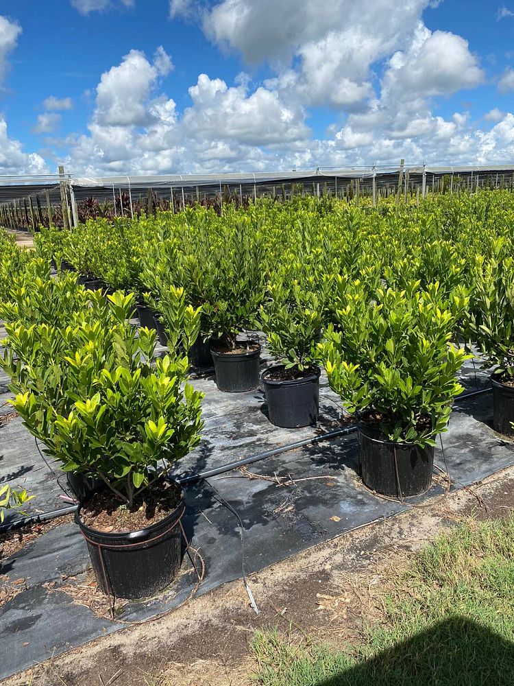 illicium-parviflorum-yellow-anise-ocala-anise-small-anise