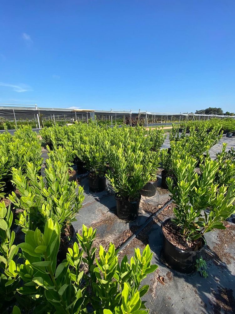 illicium-parviflorum-yellow-anise-ocala-anise-small-anise