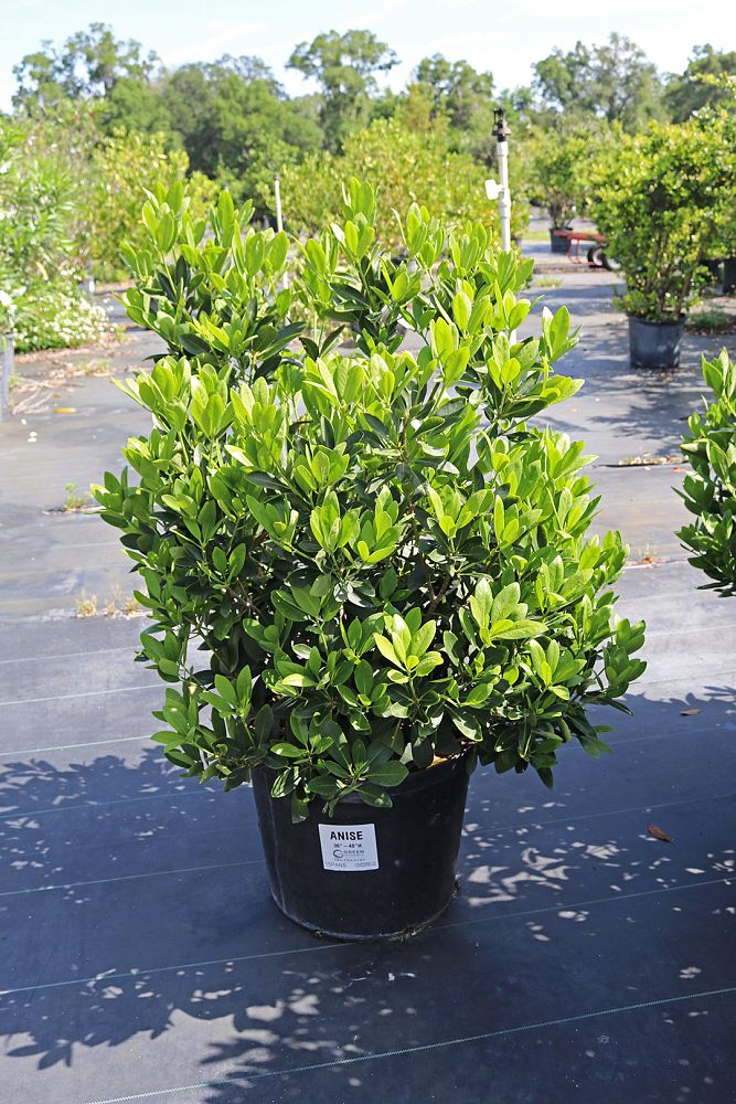 illicium-parviflorum-yellow-anise-ocala-anise-small-anise
