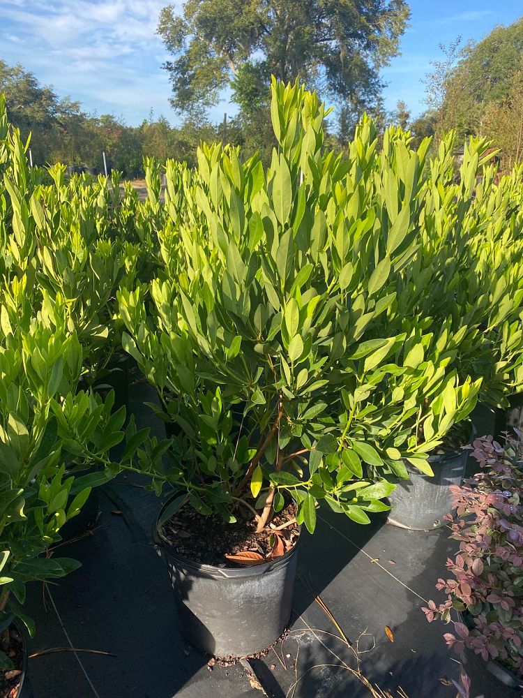 illicium-parviflorum-yellow-anise-ocala-anise-small-anise