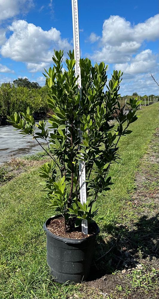 illicium-parviflorum-yellow-anise-ocala-anise-small-anise