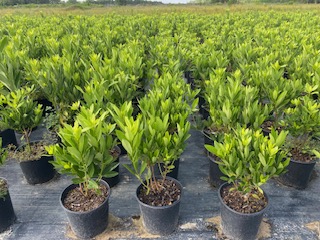 illicium-parviflorum-yellow-anise-ocala-anise-small-anise
