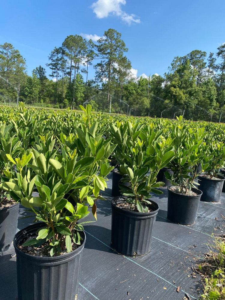 illicium-parviflorum-yellow-anise-ocala-anise-small-anise