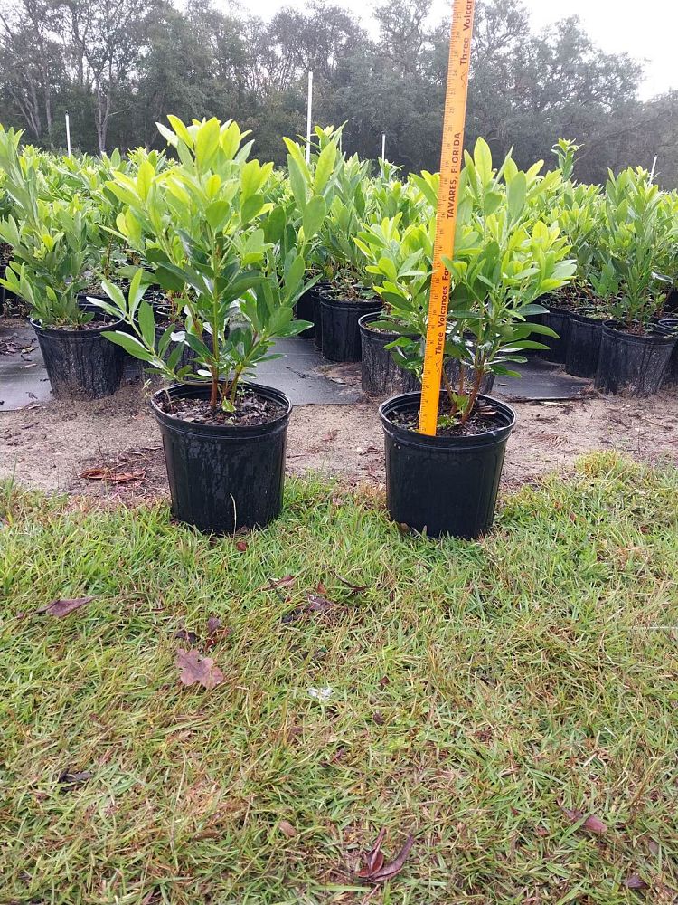 illicium-parviflorum-yellow-anise-ocala-anise-small-anise