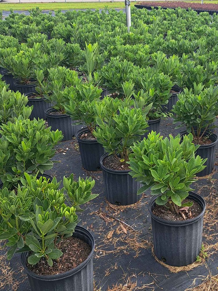 illicium-parviflorum-yellow-anise-ocala-anise-small-anise