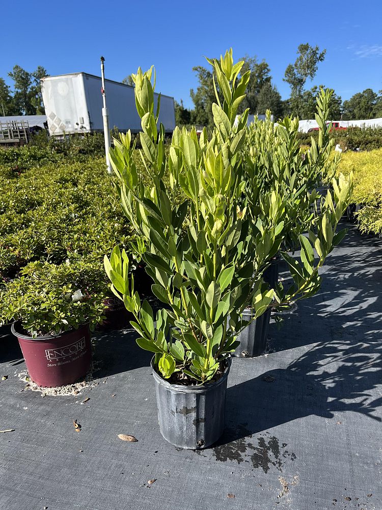 illicium-parviflorum-yellow-anise-ocala-anise-small-anise