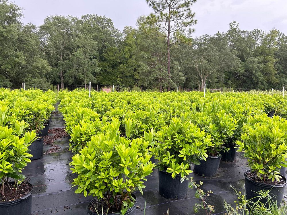 illicium-parviflorum-yellow-anise-ocala-anise-small-anise