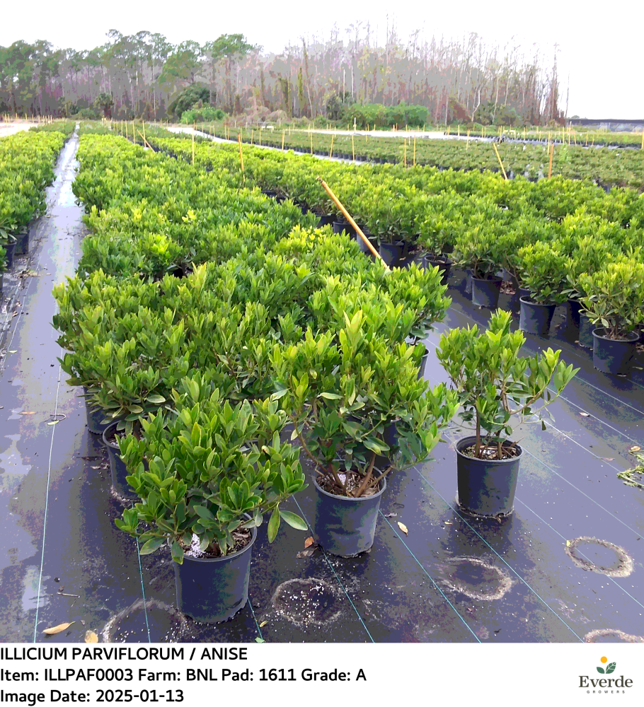 illicium-parviflorum-yellow-anise-ocala-anise-small-anise