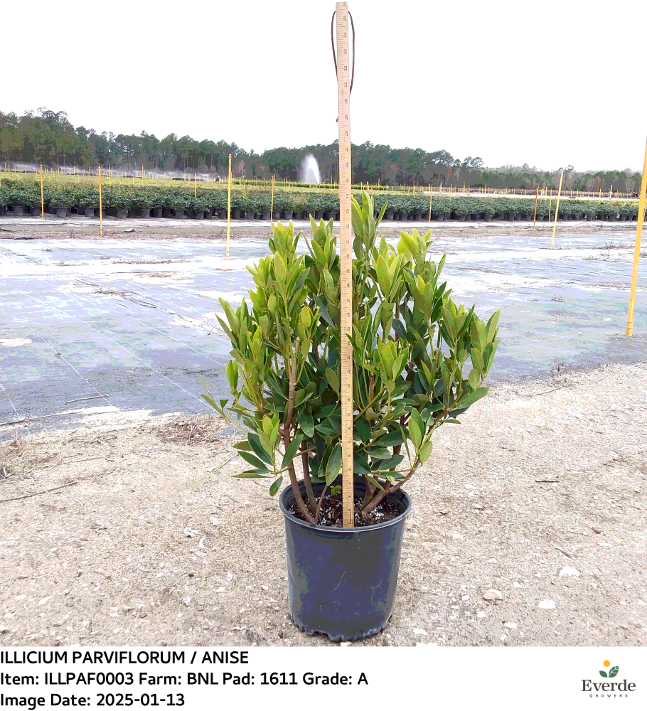 illicium-parviflorum-yellow-anise-ocala-anise-small-anise