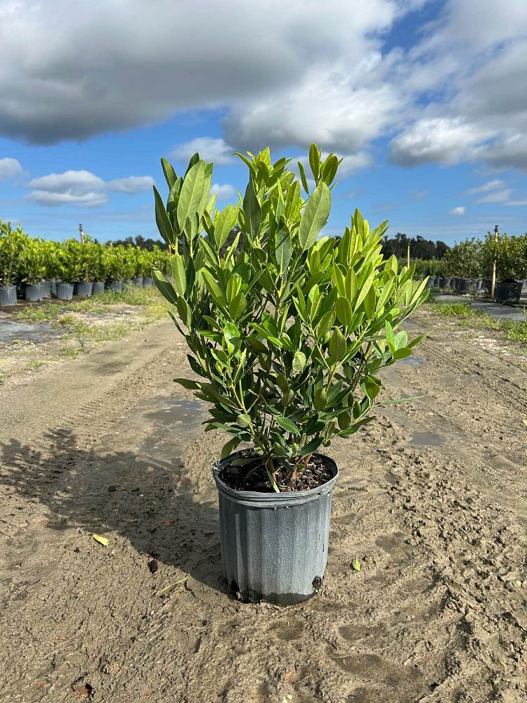 illicium-parviflorum-yellow-anise-ocala-anise-small-anise