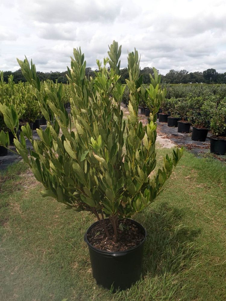 illicium-parviflorum-yellow-anise-ocala-anise-small-anise