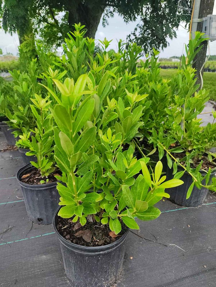 illicium-parviflorum-yellow-anise-ocala-anise-small-anise