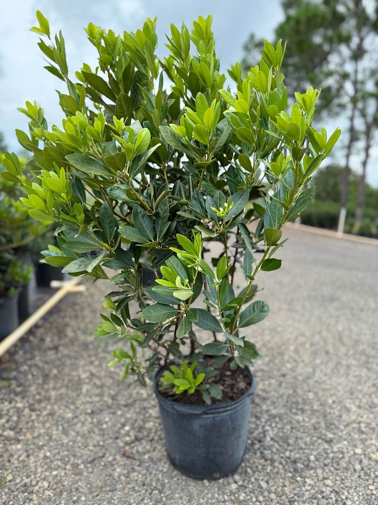 illicium-parviflorum-yellow-anise-ocala-anise-small-anise