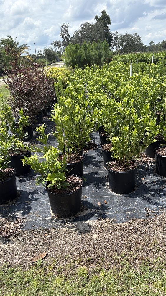 illicium-parviflorum-yellow-anise-ocala-anise-small-anise