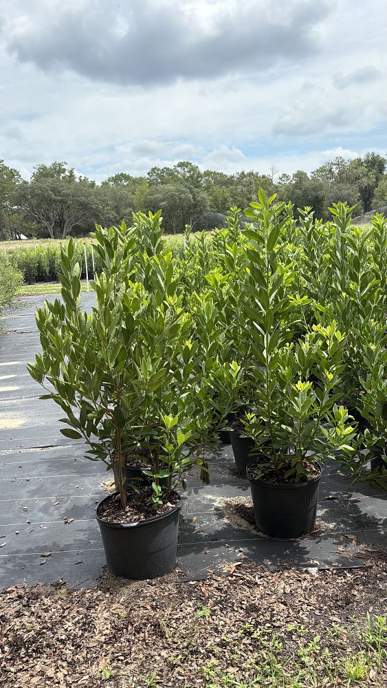 illicium-parviflorum-yellow-anise-ocala-anise-small-anise