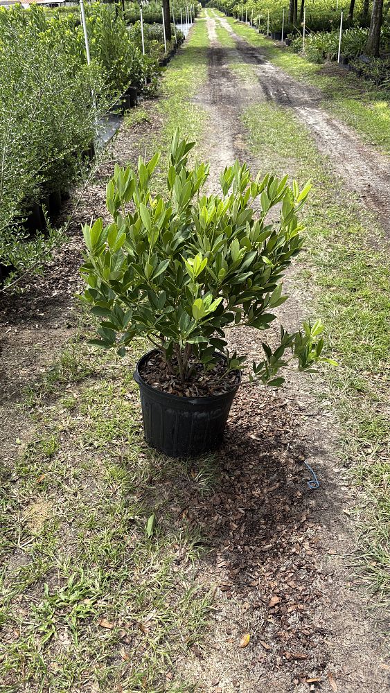 illicium-parviflorum-yellow-anise-ocala-anise-small-anise