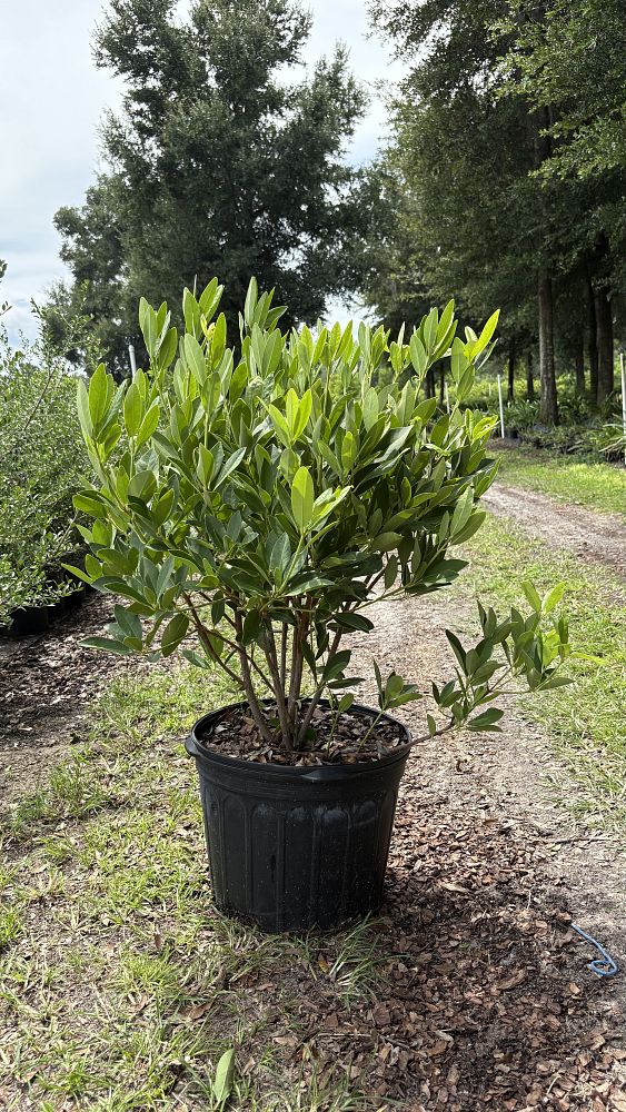 illicium-parviflorum-yellow-anise-ocala-anise-small-anise