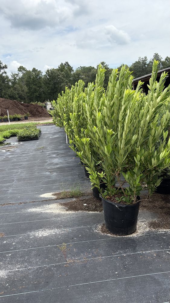 illicium-parviflorum-yellow-anise-ocala-anise-small-anise