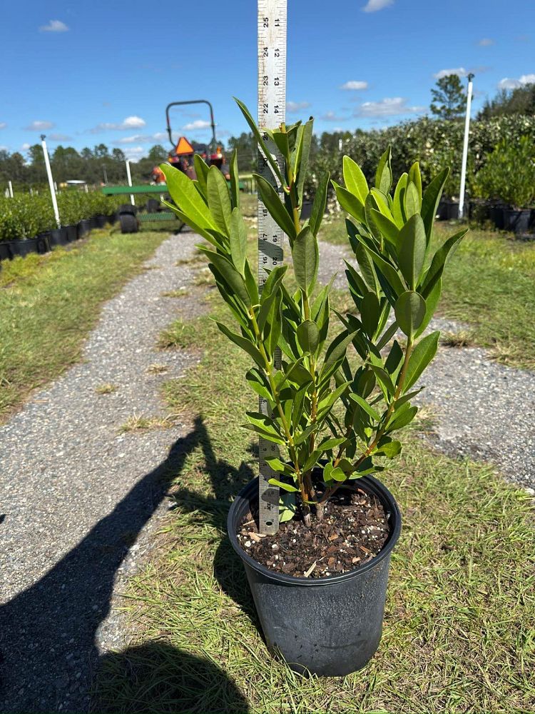 illicium-parviflorum-yellow-anise-ocala-anise-small-anise