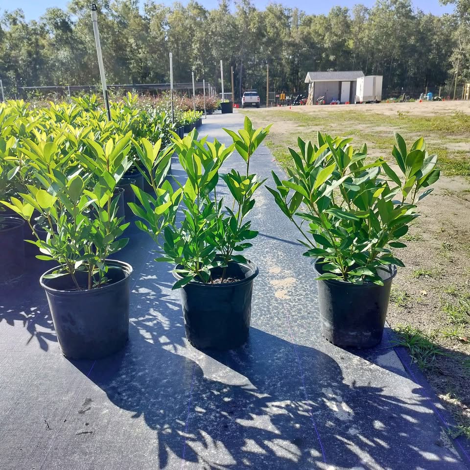 illicium-parviflorum-yellow-anise-ocala-anise-small-anise