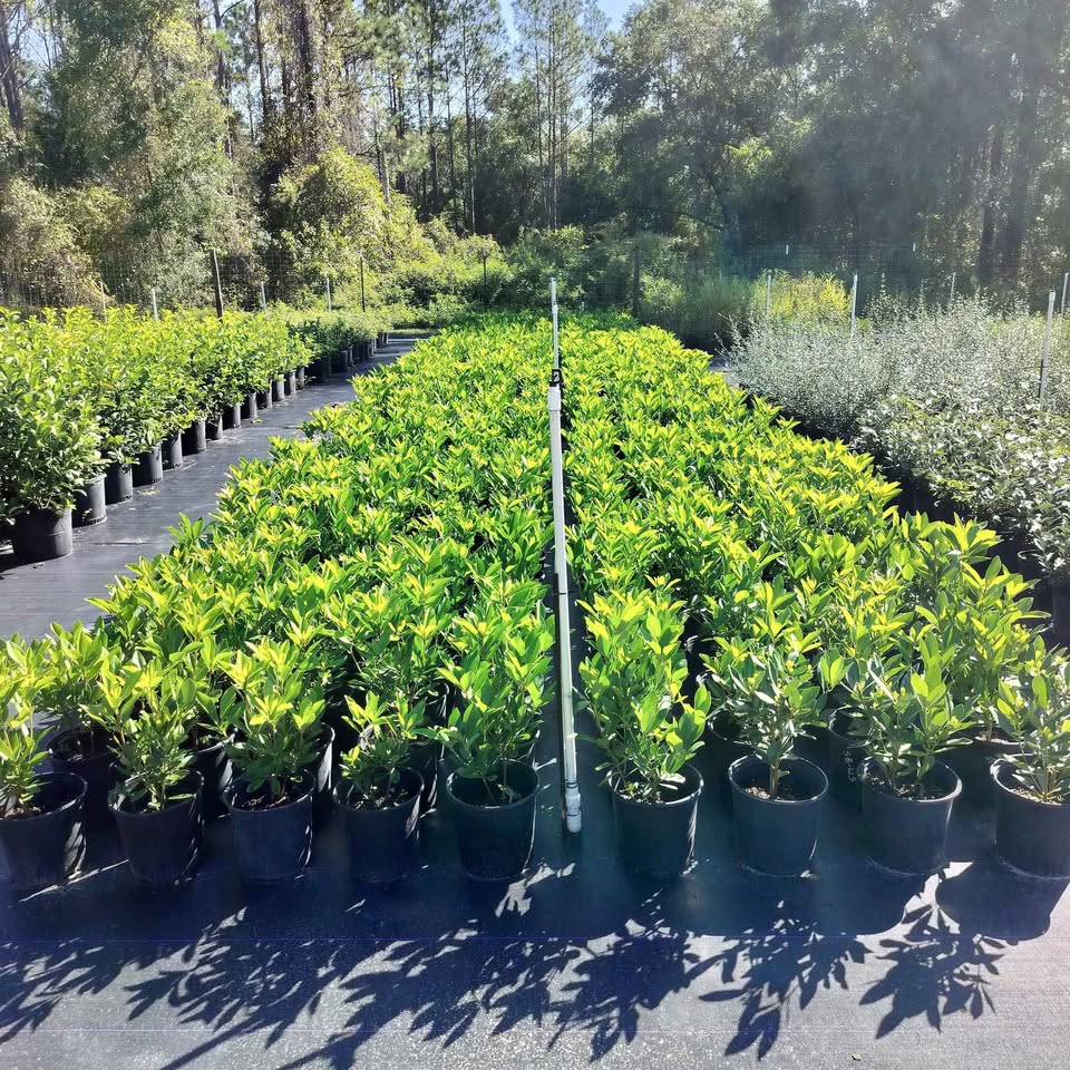 illicium-parviflorum-yellow-anise-ocala-anise-small-anise