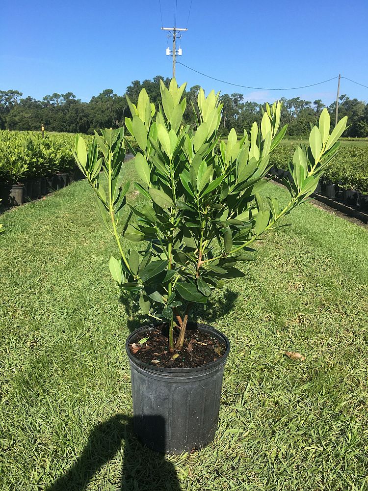 illicium-parviflorum-yellow-anise-small-anise